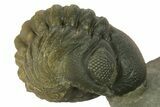 Two Multi-Toned Austerops Trilobite Fossils - Ofaten, Morocco #384228-3